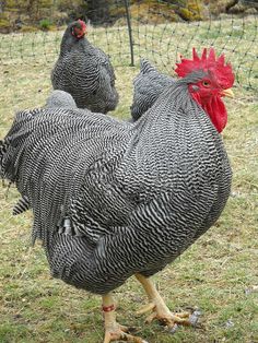 two chickens standing next to each other in a field