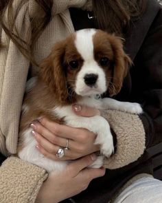 a woman holding a puppy in her lap