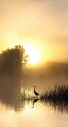 a bird is standing in the water at sunrise or sunset with fog and trees behind it