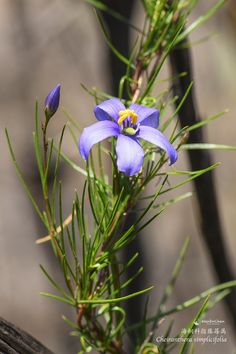 #Cheiranthera simplicifolia, a twining shrub endemic to Western Australia. It grows in dry bushland, climbs onto small trees and stays inconspicuous until the bright blue flowers appear in Sep and Oct. 
#floraofaustralia #westernaustralianplant #海桐科 #指藤莓属 #Pittosporaceae