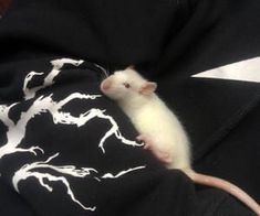 a white rat sitting on top of a person's leg wearing a black and white shirt