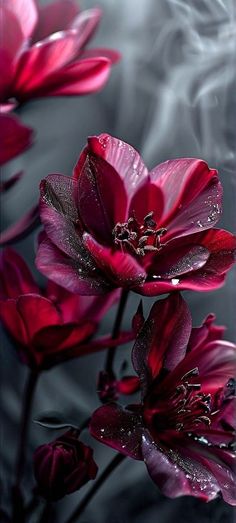 Crimson Flower, Paracord Bracelet Patterns, Rose Flower Photos, Best Flower Pictures, Flower Background Iphone, Android Wallpaper Art, Iphone Wallpaper Classy, Rose Flower Pictures, Iphone Wallpaper Hd Nature