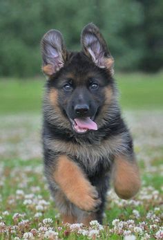 a german shepherd puppy running in the grass with its tongue hanging out and it's eyes wide open