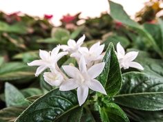 white flowers with green leaves in the background