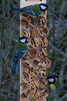 two birds sitting on top of a bird feeder filled with peanuts and nuts in front of trees