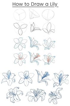 how to draw lily flowers with colored pencils and markers, step by step instructions for beginners