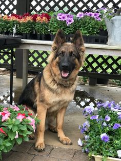 a german shepherd sitting on the ground next to some potted flowers in front of a bench