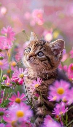 a kitten is sitting in the middle of some pink flowers and looking up at something