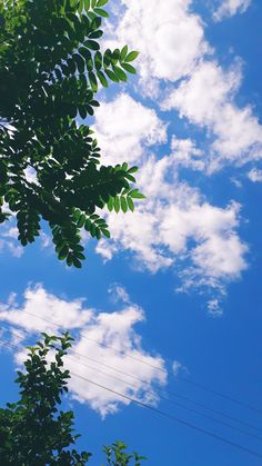 green leaves and blue sky with power lines in the foreground on a sunny day