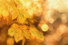 some yellow leaves are hanging from a branch with blurry lights in the back ground