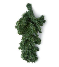 the top view of a pine tree branch on a white background with clippings