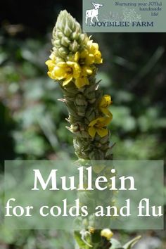 a close up of a yellow flower on a plant