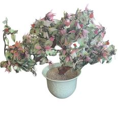 a potted plant with pink and green leaves