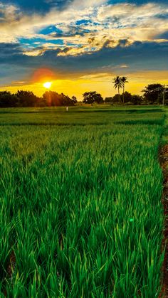 the sun is setting over a green field