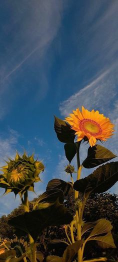 the sunflowers are blooming in the field