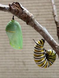 a green and black caterpillar hanging from a tree branch next to a butterfly