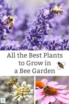 bees and flowers with the words all the best plants to grow in a bee garden