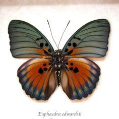 an orange and blue butterfly sitting on top of a white surface with the words euphatiatura edwardii written below it