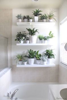 some plants are sitting on shelves in a bathroom