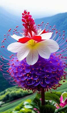 a large flower with red, white and blue petals on it's center surrounded by greenery