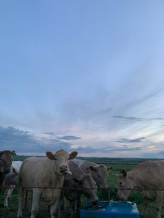 a herd of cattle standing on top of a grass covered field next to a blue barrel