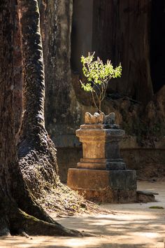 a small tree is growing out of an old stone pillar in the middle of a park