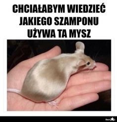 a hand holding a small mouse in it's palm with the caption below