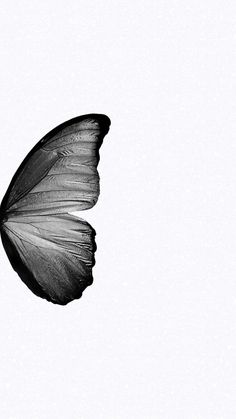 a black and white photo of a butterfly