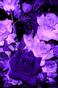 a bunch of purple roses that are in the dark