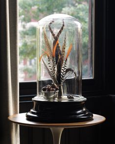 a plant under a glass dome on top of a wooden table next to a window