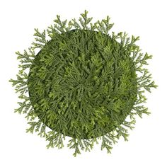 an overhead view of a green tree