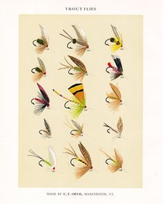 an image of different types of flies