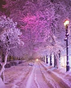 snow covered trees and street lights on a snowy night