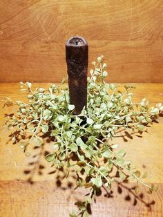 a wooden table topped with green plants and a metal object on top of it's surface