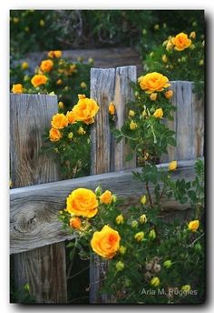 yellow roses growing on the side of a wooden fence