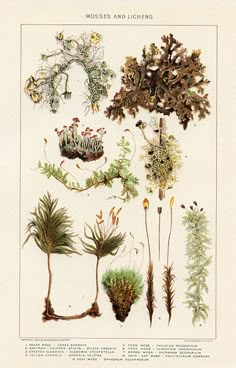 an image of various plants and flowers on a sheet of paper with words that read mosss and lichens