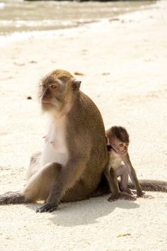 a monkey sitting on the beach with its baby