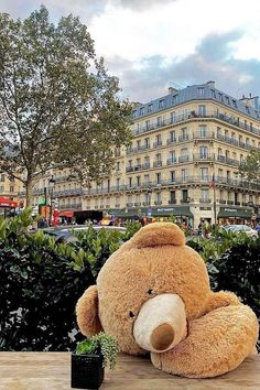 a teddy bear sitting on top of a wooden table next to a potted plant