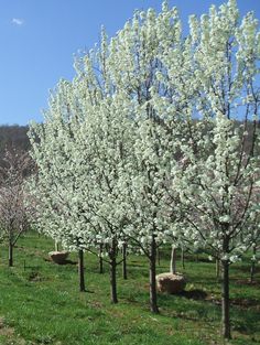 several trees with white flowers in the grass