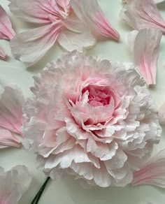 pink and white flowers on a white surface