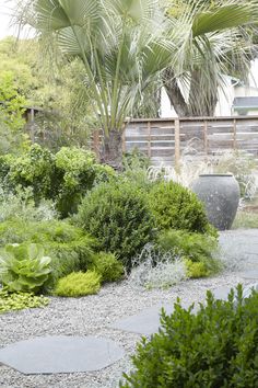 a garden with lots of plants and rocks