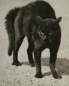 a black cat standing on top of a gravel road