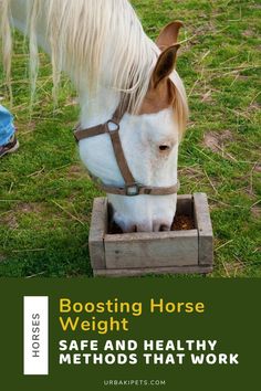 Helping your horse gain weight safely involves the right nutrition and care. Discover expert tips on balancing their diet, choosing supplements, and monitoring progress for a healthier equine companion. This guide focuses on providing a practical approach to ensure your horse achieves and maintains a healthy weight without risks.