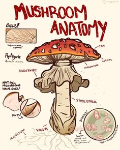 mushroom anatomy is shown in this drawing