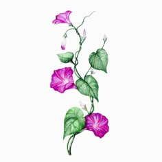 purple flowers with green leaves on a white background