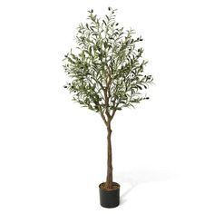 an olive tree in a pot on a white background