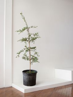 a potted plant sitting on top of a white shelf next to a wooden floor