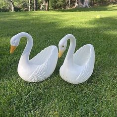 two white swans are sitting in the grass