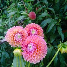 some pink flowers are in the middle of green leaves and trees with peaches on them