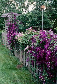 purple flowers are growing on the side of a fenced in area with green grass